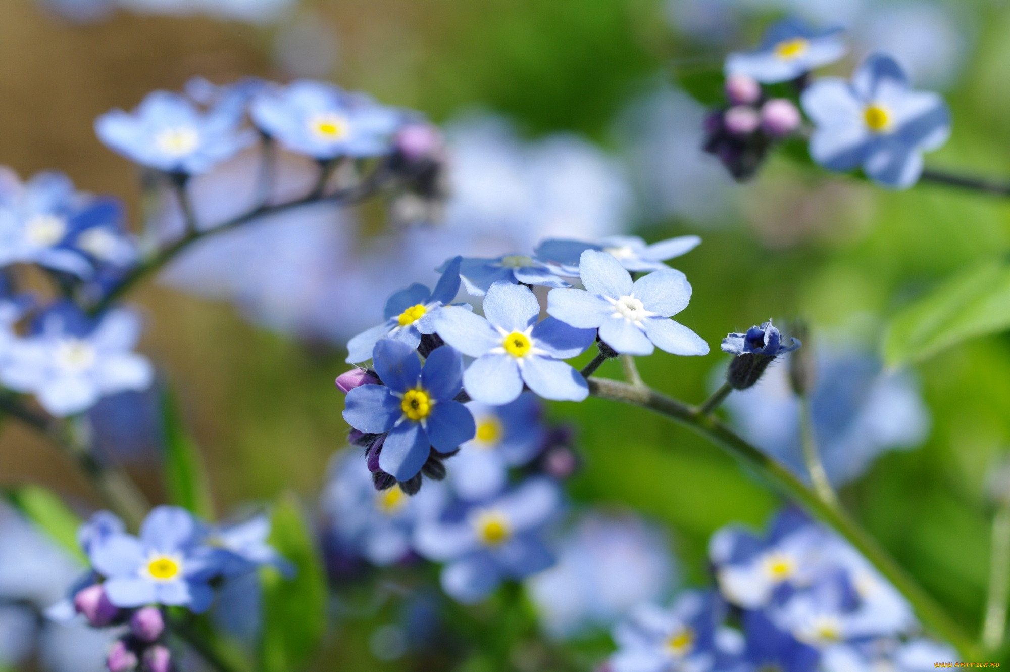 Незабудки 9. Цветы незабудки. Голубые цветы незабудки. Незабудки весной. Весенние цветы незабудки.